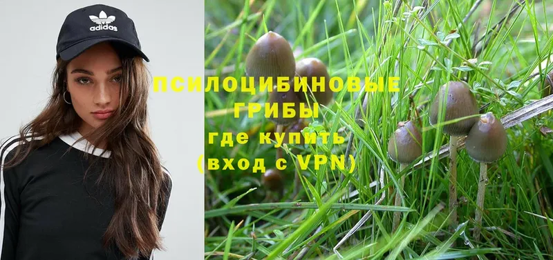 Псилоцибиновые грибы Psilocybine cubensis  продажа наркотиков  Чистополь 